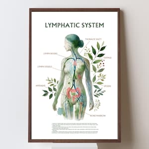 Sistema linfatico (verde) / Anatomia dei linfonodi / Regalo medico / Endocrinologo / Massoterapia / (Download digitale stampabile - JPEG/PDF)