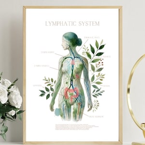 Lymfestelselkunst | Anatomische kunst lymfeklieren | Doktercadeau | Endocrinoloog |  Massagetherapie | (Afdrukbare digitale download: jpeg/pdf)