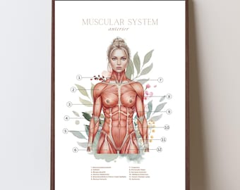 Muskulatur System Kunst - Front | Massagetherapie | Anatomie Studenten Geschenk | (Druckbare digitale Datei - JPEG/PDF)