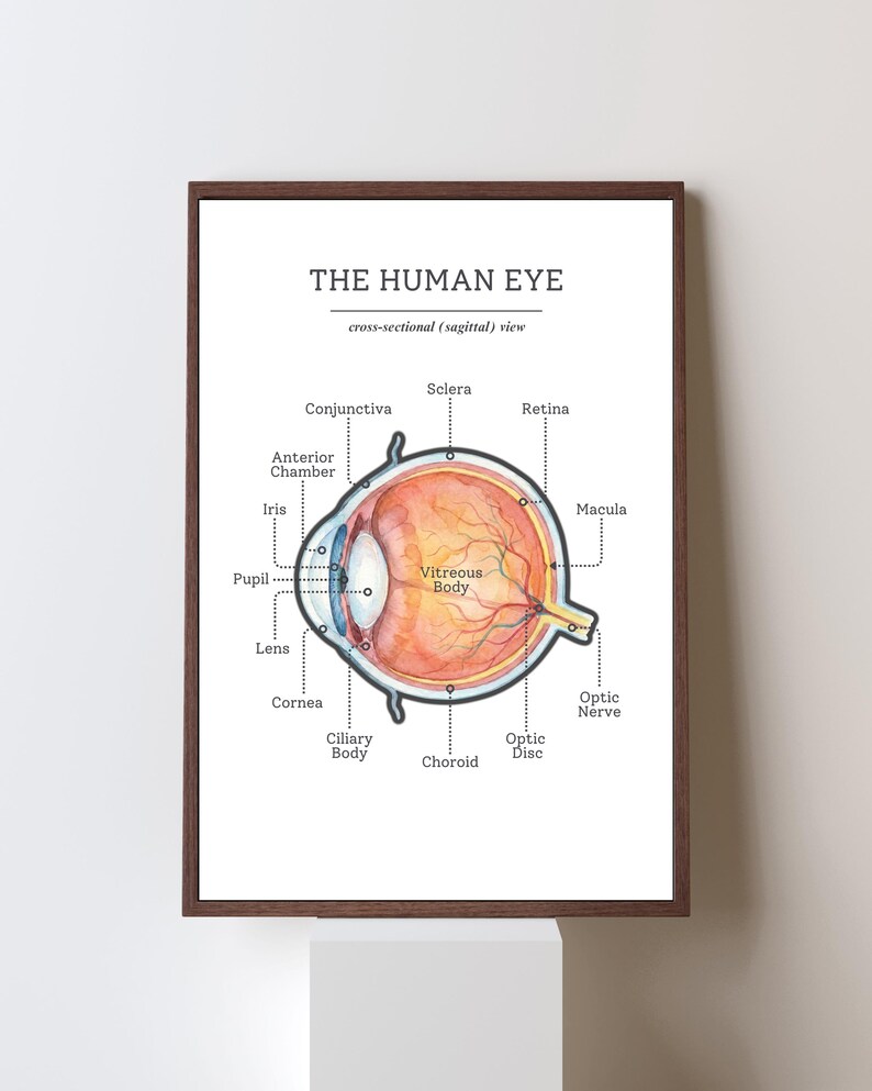 Human Eye Anatomy - Set of 3 | Ophthalmology Art | Optometrist ...