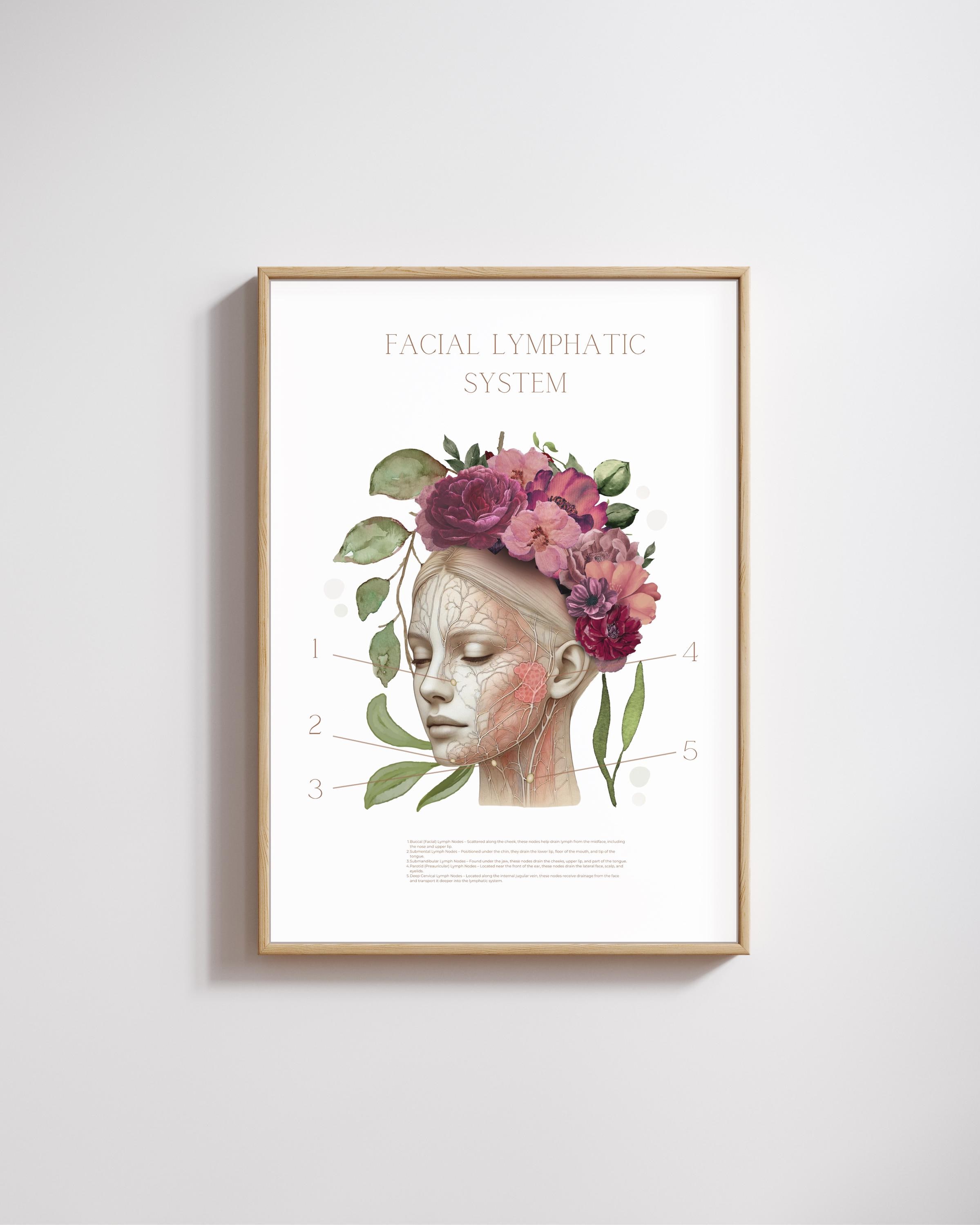 Facial Lymphatic System Art | Nodes, Anatomy Art | Doctor Gift ...