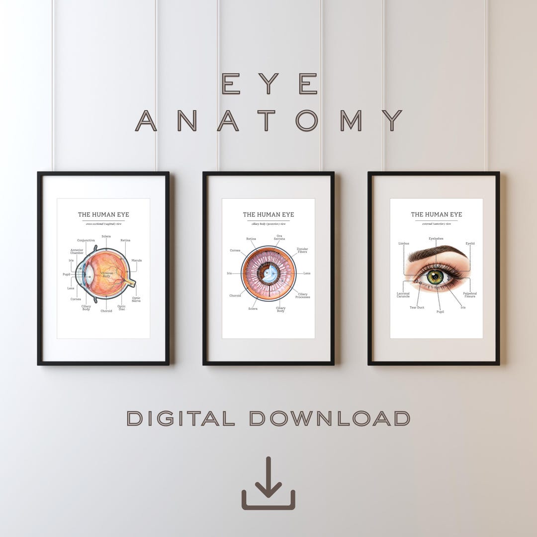 Human Eye Anatomy - Set of 3 | Ophthalmology Art | Optometrist ...