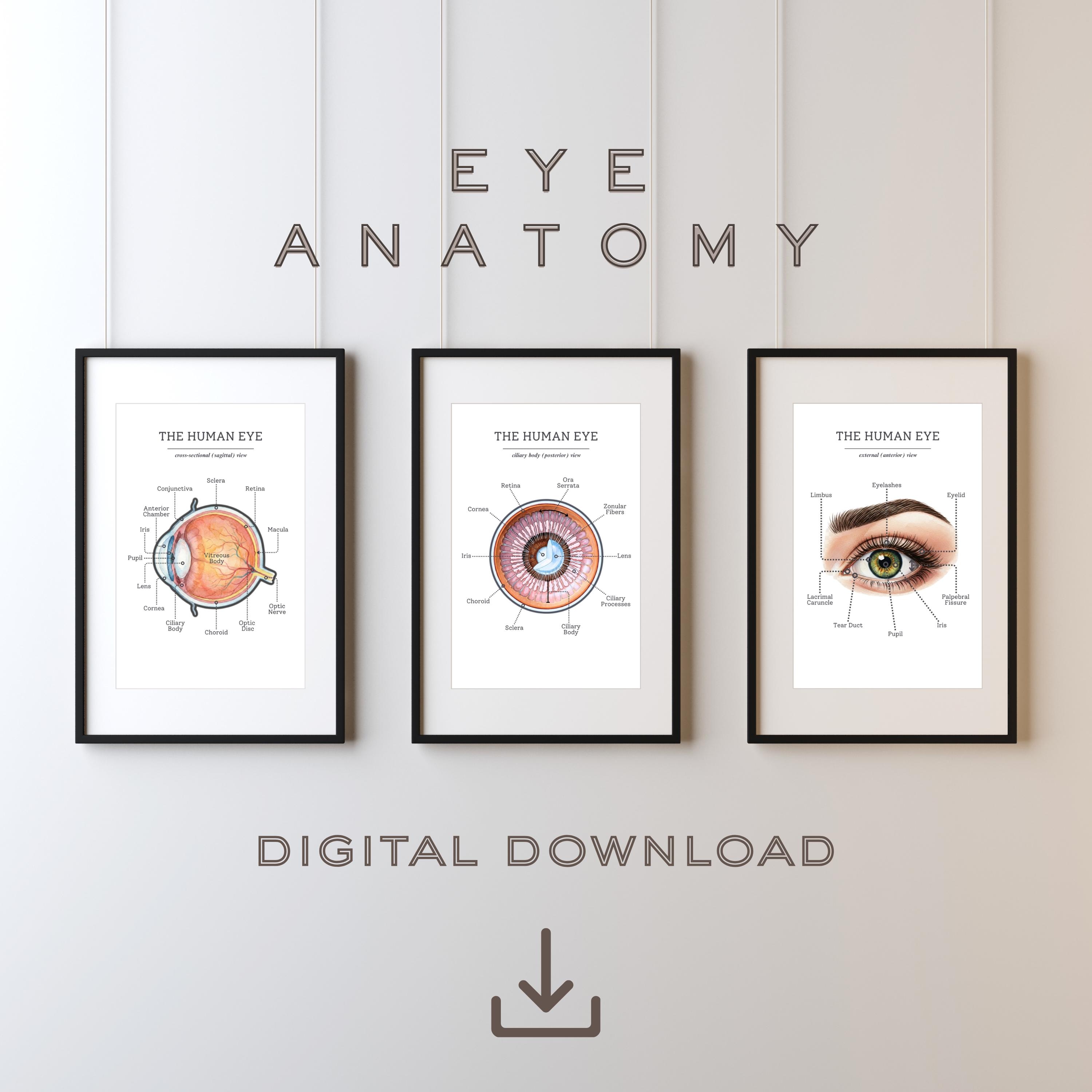 Optometry Printable Human Eye Anatomy - Set of 3 | Ophthalmology Art | Optometrist ...