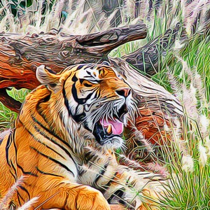 South African Tiger Digital Print, South Africa Art