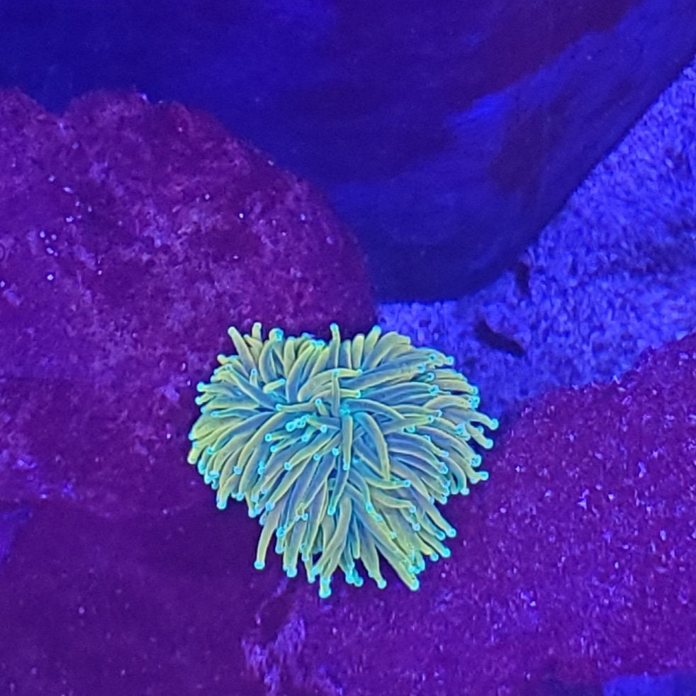 Insane Holy Grail Torch Live Coral Euphyllia Etsy