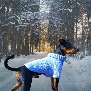 May include: A black and brown dog wearing a light blue knitted sweater in a snowy forest setting.