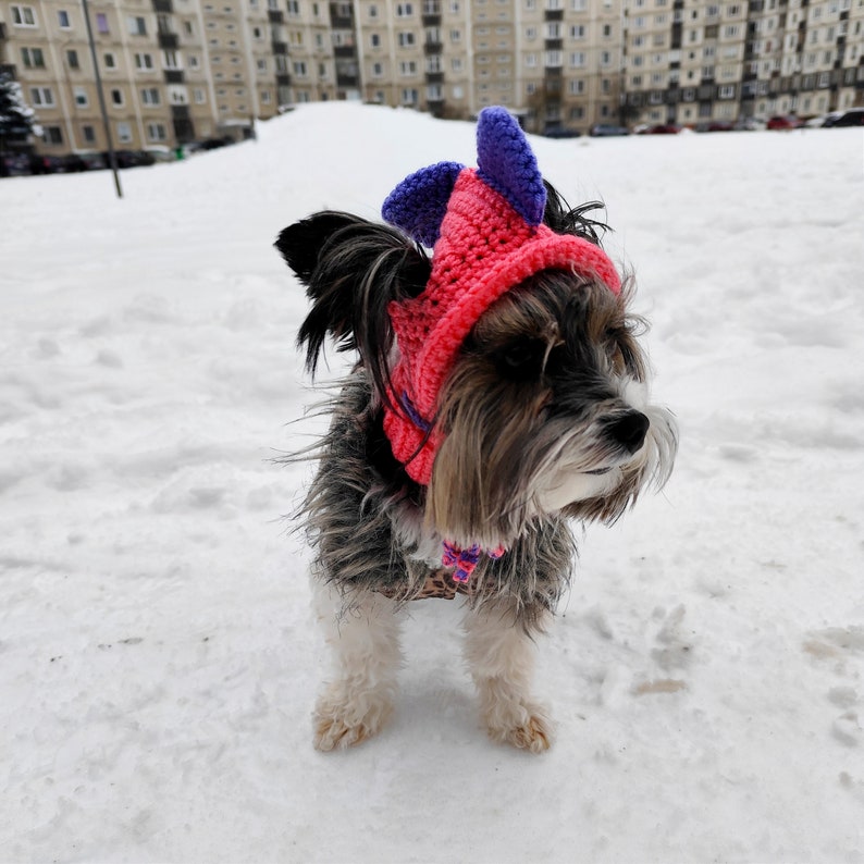 May include: A small black and brown dog wearing a pink and purple knitted hat with a pointed top. The dog is standing on a snowy surface.