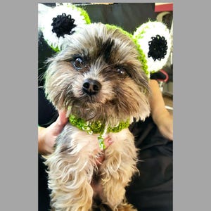 May include: A small, brown and black dog wearing a green and white crocheted frog hat with black eyes. The dog is looking at the camera.