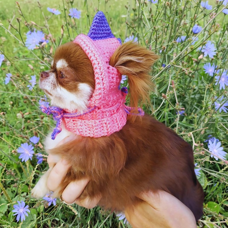 May include: A small brown chihuahua wearing a pink and purple crocheted unicorn hat. The hat has a pointed horn and a long, flowing mane.