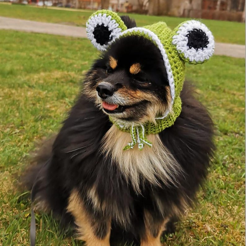 May include: A black and brown dog wearing a green and white crocheted frog hat with black eyes. The dog is sitting on green grass.
