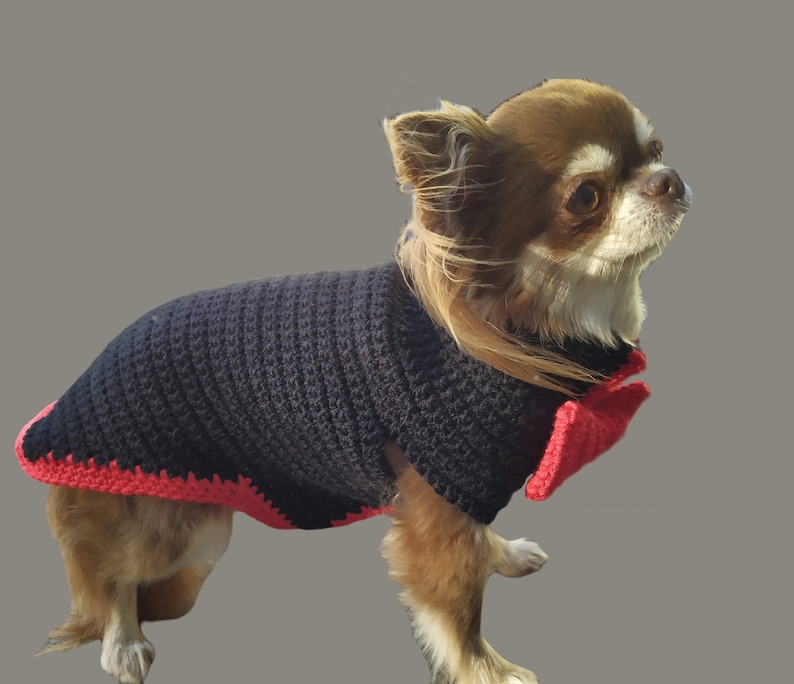 May include: A small brown and white chihuahua wearing a black crocheted sweater with a red crocheted bow tie.
