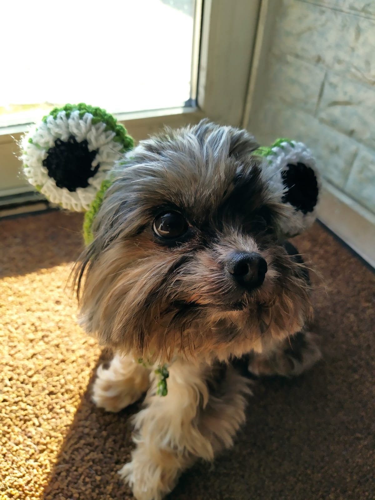 Frog Hat for Dog Pattern Crochet Frog 