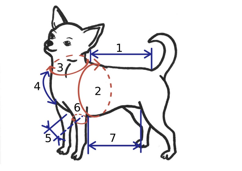May include: Line drawing of a chihuahua with seven measurements marked on its body. The measurements are labeled with numbers 1 through 7. The measurements are for the length of the back, the circumference of the chest, the length of the neck, the length of the body, the length of the leg, the circumference of the leg, and the height of the dog.