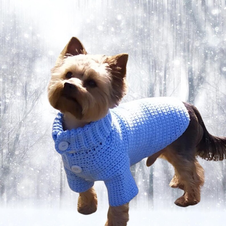 May include: A small dog wearing a light blue knitted sweater with buttons. The dog is standing in front of a snowy background.