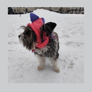 May include: A small black and white dog wearing a pink and purple knitted hat with a pointed top. The dog is standing in the snow.