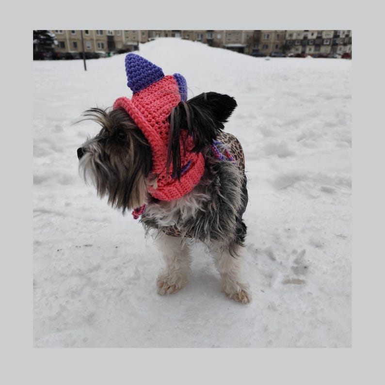 May include: A small black and white dog wearing a pink and purple knitted hat with a pointed top. The dog is standing in the snow.
