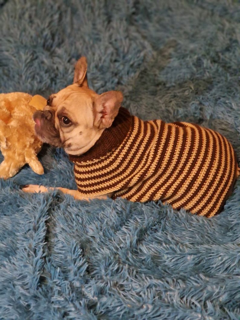 Może przedstawiać: Sweter w brązowo-beżowe paski dla małego psa. Pies to francuski buldog i leży na niebieskim, puszystym kocu.