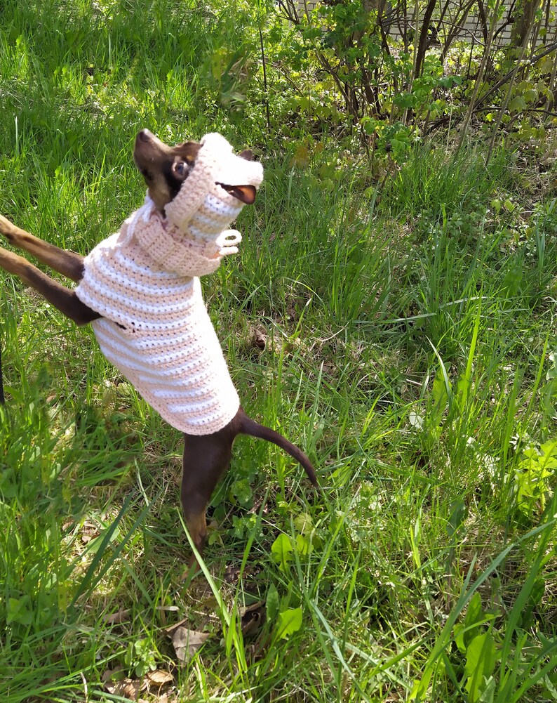 May include: A brown and white dog wearing a pink and white striped crocheted sweater. The dog is standing in a grassy area with green foliage.