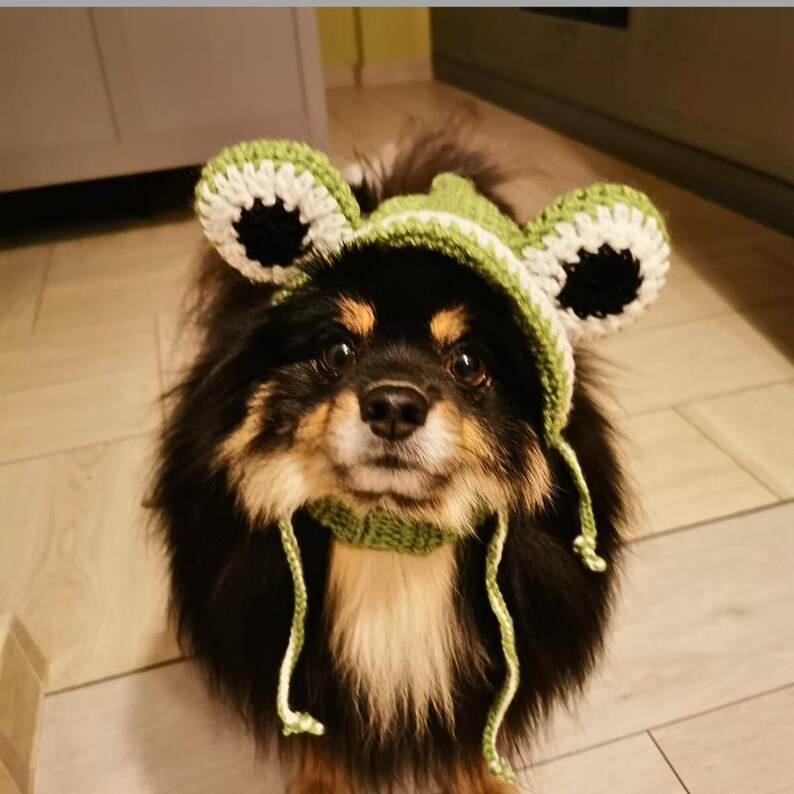 May include: A small black and brown dog wearing a green and white crocheted frog hat. The hat has large ears and a pointed hood.