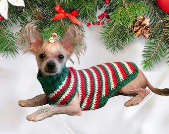 May include: A small, hairless dog wearing a green, red, and white striped crocheted sweater. The dog is lying on a white surface with a Christmas tree branch above it.
