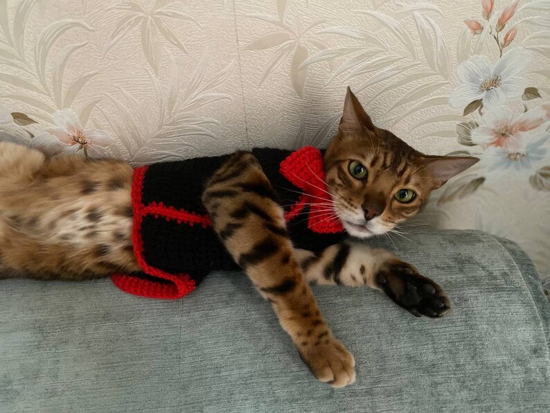 May include: A brown tabby cat wearing a black and red knitted sweater with a red bow tie.