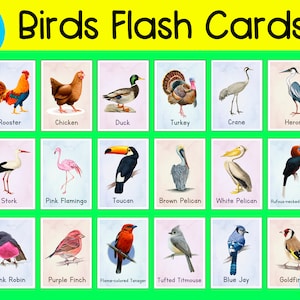 Tarjetas Flash de Aves Imprimibles • Tarjetas Montessori • Tarjetas de Nomenclatura • Estudio de la Naturaleza Imprimible • Material Educativo • Materiales Montessori