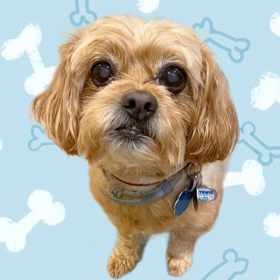 Personalized Dog Tag Pet ID