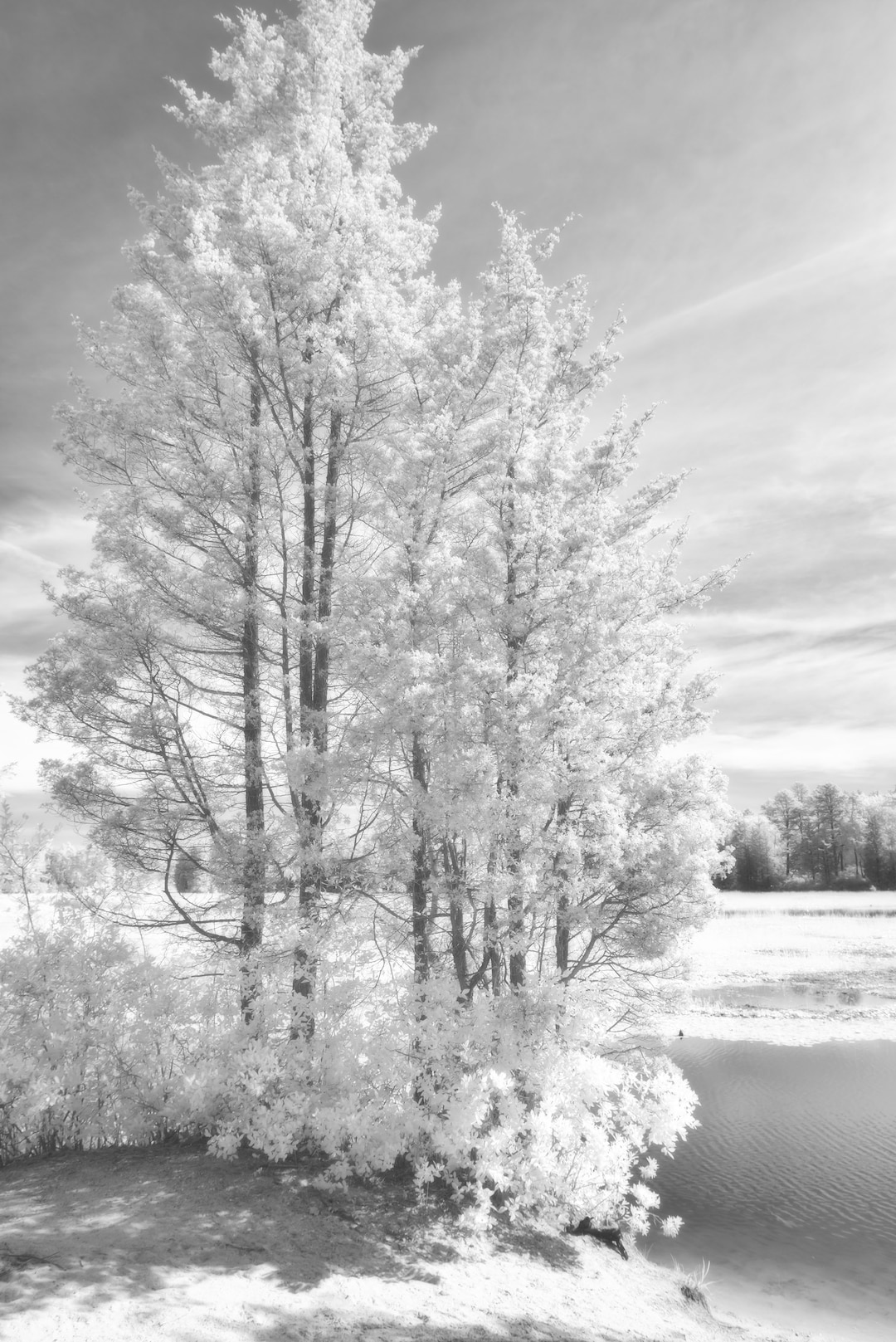 Nature Wall Art Black and White Forest Printable Poster Lake Etsy