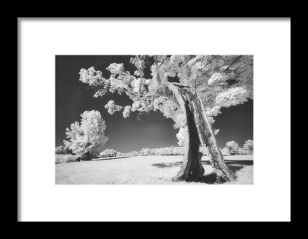 Nature Wall Art Black and White Forest Printable Poster Tree Etsy