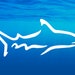 see more listings in the Shark Decal Stickers section