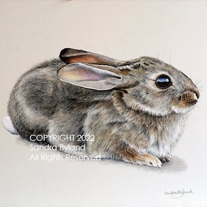 BUNNY ART PRINT Bunny Art Giclee Rabbit Painting Bunny Rabbit Decor Art Cottontail Bunny Wall Art Wildlife Art Decor Rabbit Drawing Print