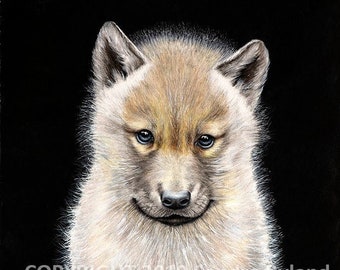 Wolf Pup Giclee Print: Colored Pencil Wildlife Art