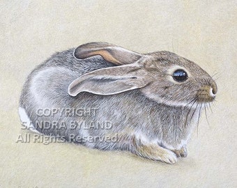 DESERT COTTONTAIL BUNNY Drawing Giclee Print by Sandy Byland from Original Colored Pencil Drawing Rabbit Painting Bunny Fine Art Print