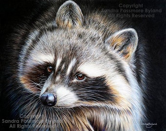 RACCOON GICLEE PRINT Fine Art Drawing Print by Artist Sandra Passmore Byland Racoon Painting Raccoon Giclee