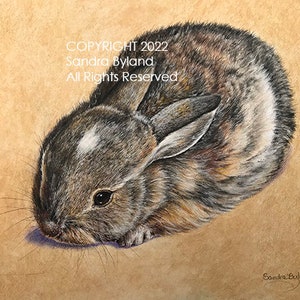 BABY COTTONTAIL BUNNY Fine Art Giclee Print by Artist Sandra Byland, From Original in Colored Pencil, Rabbit Art, Signed by Artist