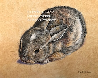 Baby Cottontail Bunny Art Print: Rabbit Lover Gift, Giclee Fine Art