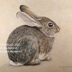 COTTONTAIL BUNNY RABBIT Fine Art Giclee Print by Artist Sandra Byland, From Original in Colored Pencil, Rabbit Art