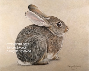 Cottontail Bunny Rabbit Giclee Print: Desert Wildlife Art