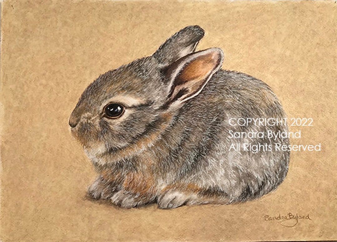 BABY BUNNY DRAWING Giclee Print by Sandy Byland From Original Colored ...