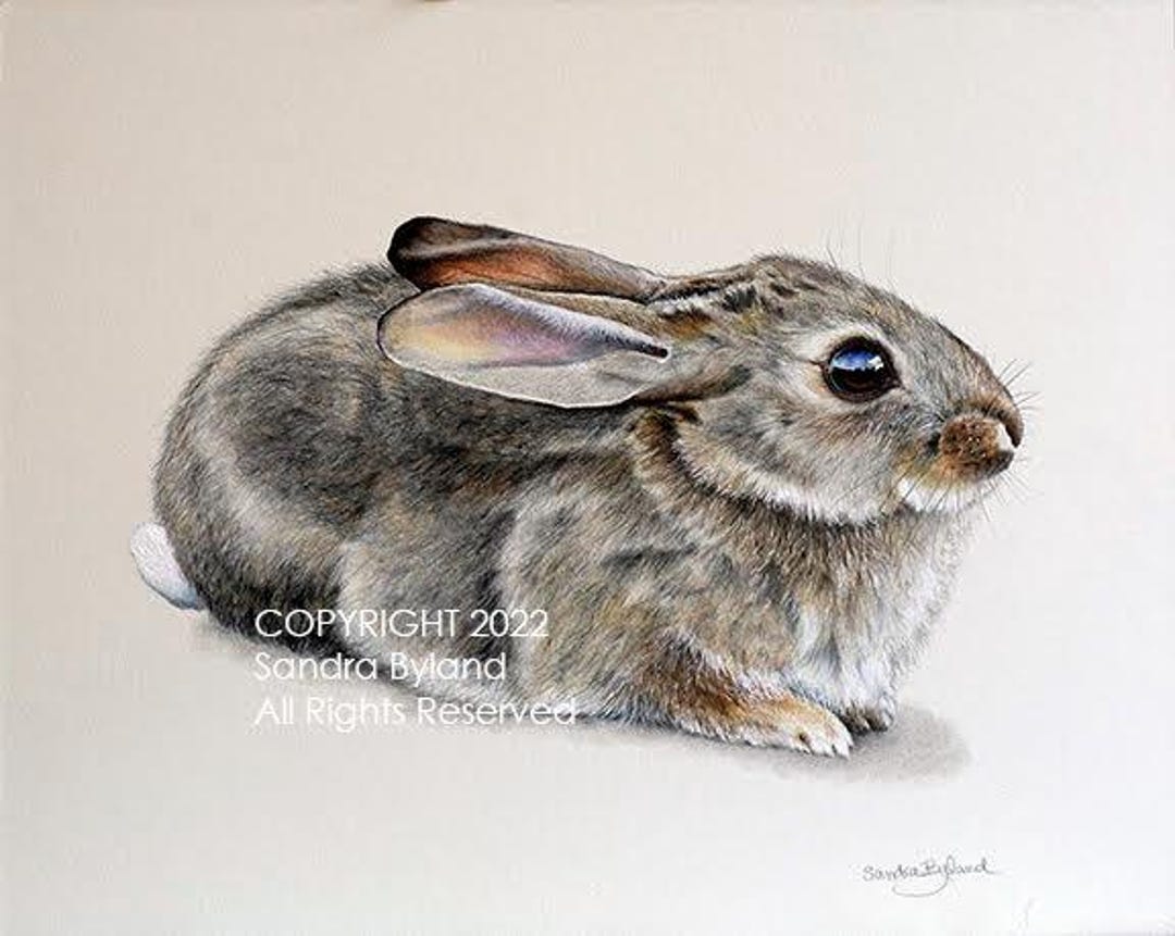 Cottontail Bunny Fine Art Print: Desert Rabbit Giclée From Original ...