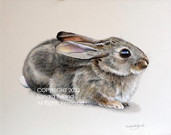 Cottontail Bunny Fine Art Print: Desert Rabbit Giclée from original Drawing
