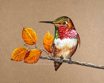 RUFOUS HUMMINGBIRD ART Print Hummingbird Giclee by Artist Sandra Byland, Fine Art Giclee from Original Painting Rufous Hummingbird Drawing
