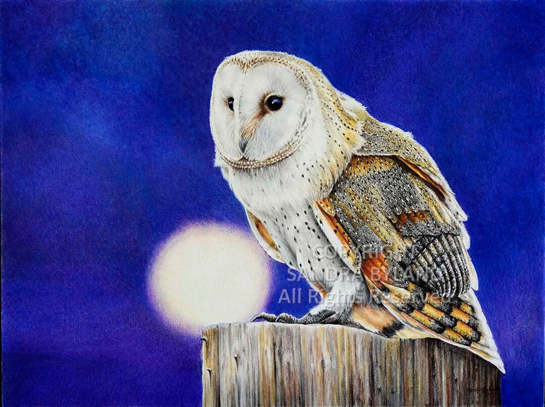 BARN OWL ART Giclee Print by Sandra Passmore Byland Giclee From