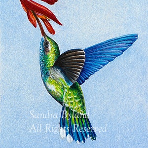 HUMMINGBIRD CANVAS ART Hummingbird Artwork Hummingbird Canvas Hummingbird Art Print Hummingbird Wall Art Hummingbird Wall Decor Birder Gift
