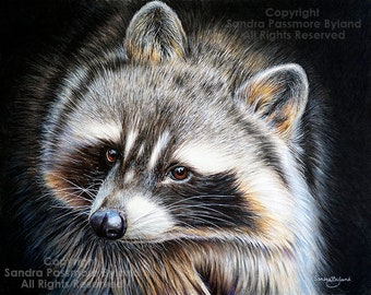 Raccoon Canvas Print: "Midnight Bandit" Colored Pencil Drawing