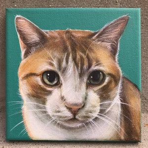 Custom Pet Portrait  6" x 6" acrylic on canvas painting