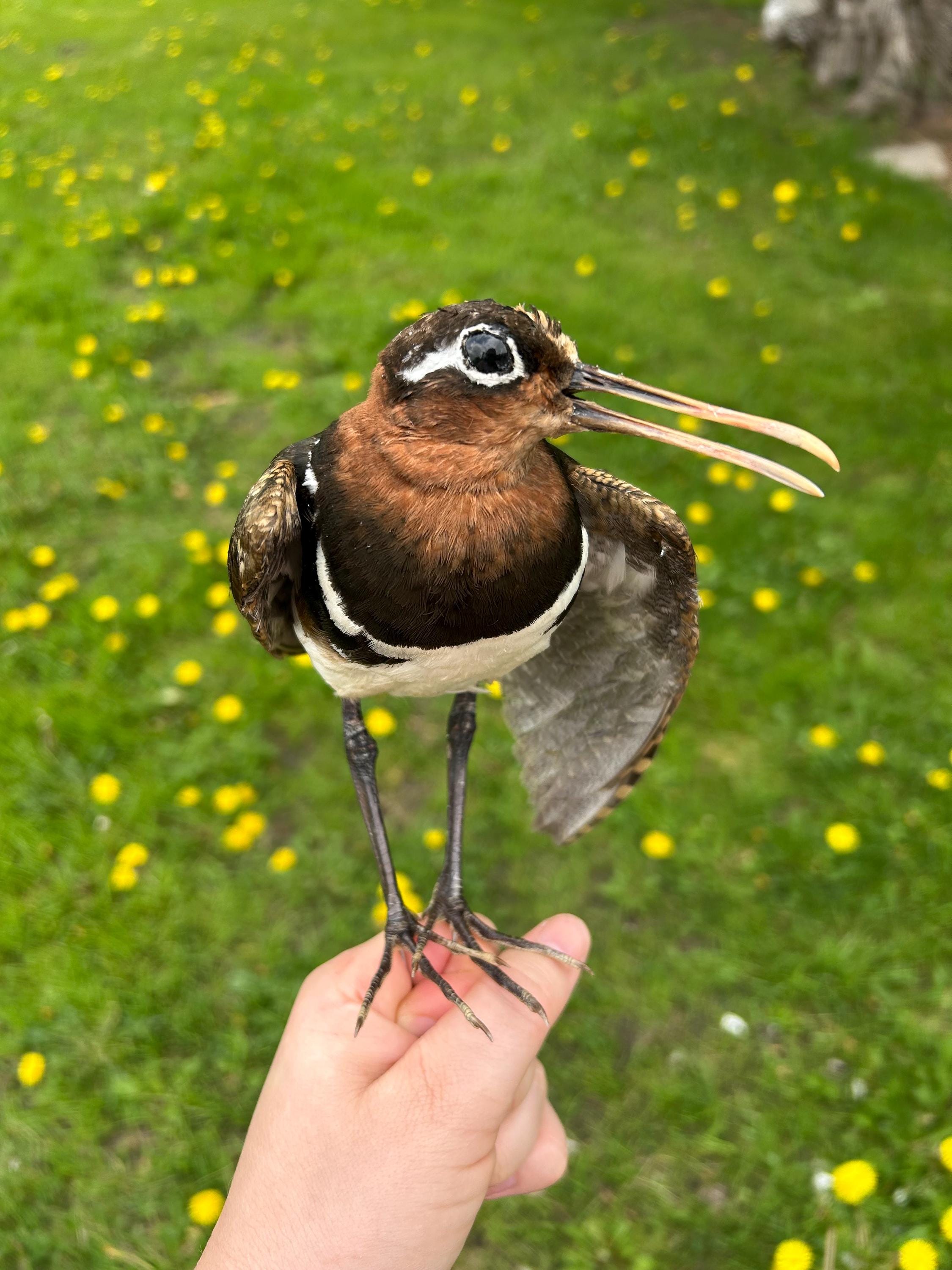 Taxidermy greater painted snipe unmounted
