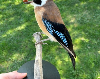 Taxidermy Eurasian Jay mounted on black wooden stand