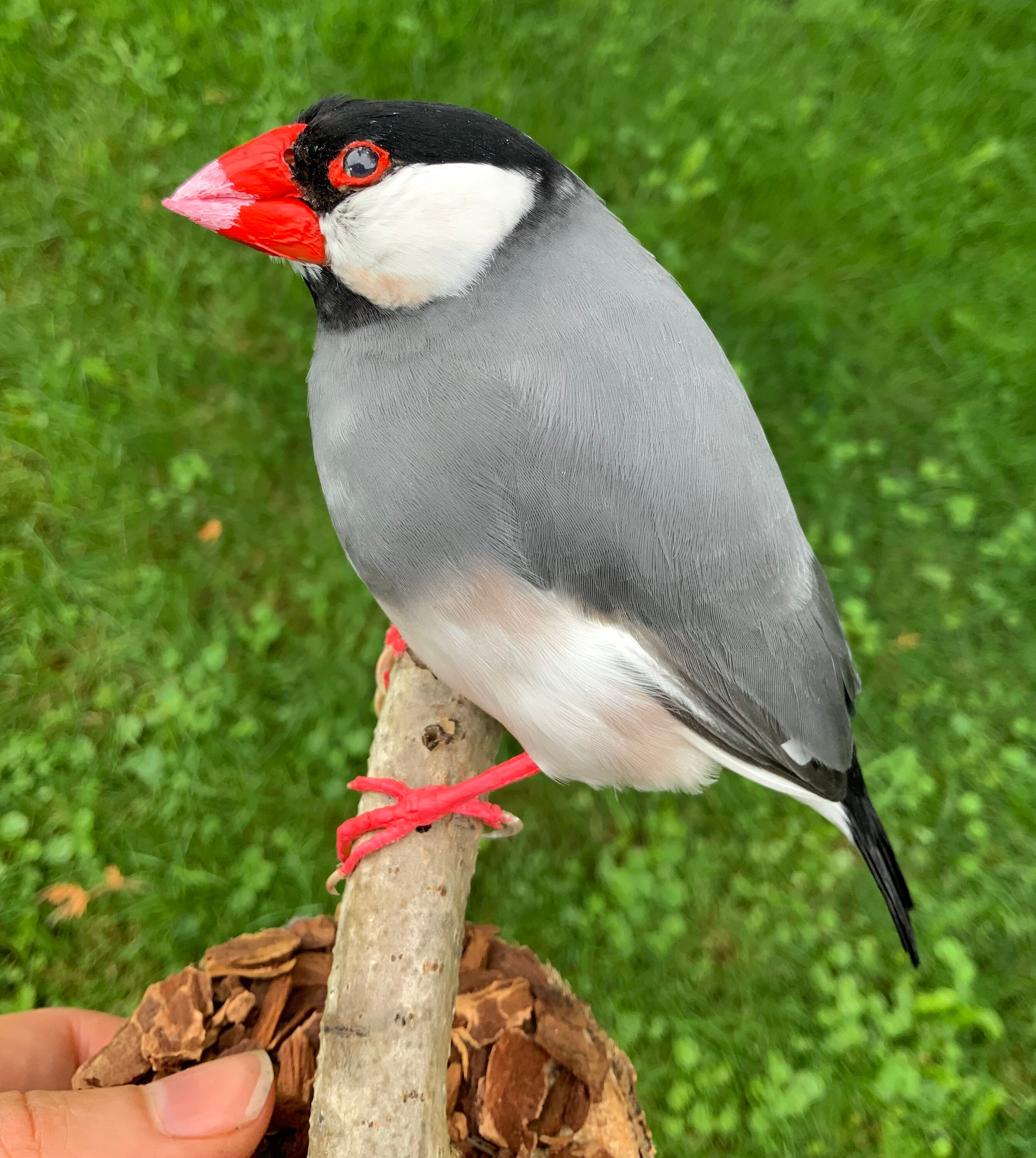 java rice finch for sale near me
