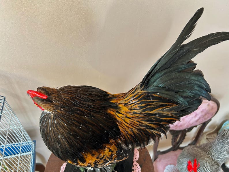 Taxidermy Mille Fleur X Rose Comb Hybrid Bantam Rooster Mounted on ...